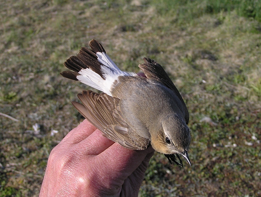 Northern Wheatear, Sundre 20070505